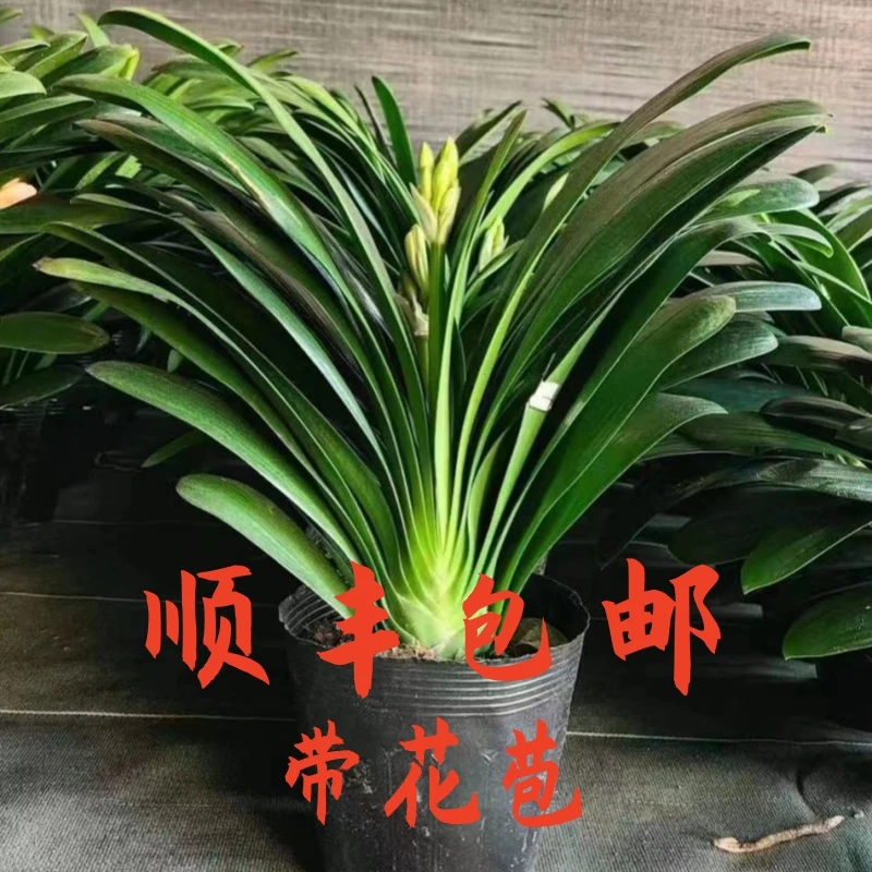 带花苞君子兰盆栽精品君子兰大苗植物花卉办公室内绿植观花叶盆景