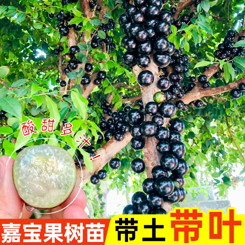 嘉宝果树果苗四季树葡萄沙巴艾斯卡红妃盆栽庭院台湾种植嘉宝果树