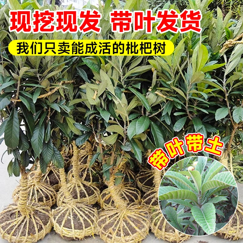 枇杷苗树果树苗盆栽水果嫁接批把树大果琵琶树当年结果南北方种植