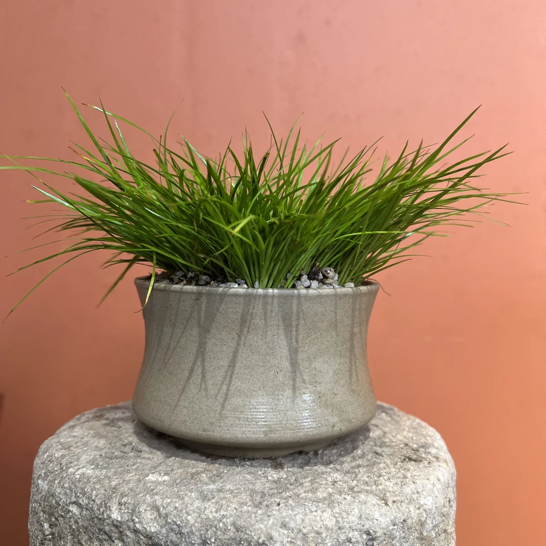 黄金姬老桩菖蒲 素色陶瓷盆  桌面雅致文人菖蒲带底座