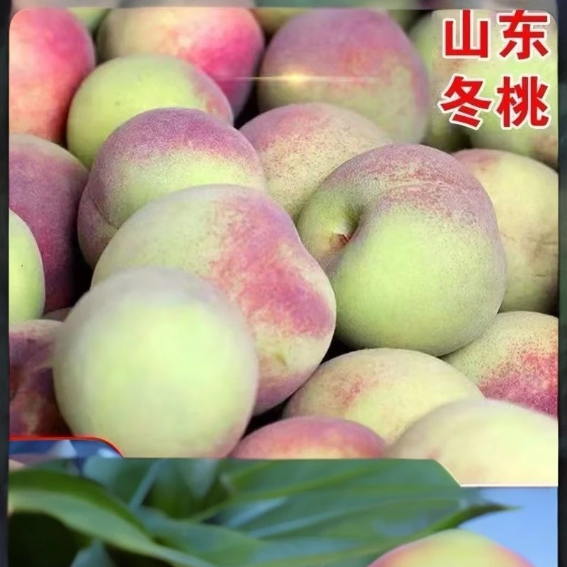 山东冬桃蜜桃冬桃桃子脆桃青皮甜桃毛桃新鲜现货现摘应季水果包邮