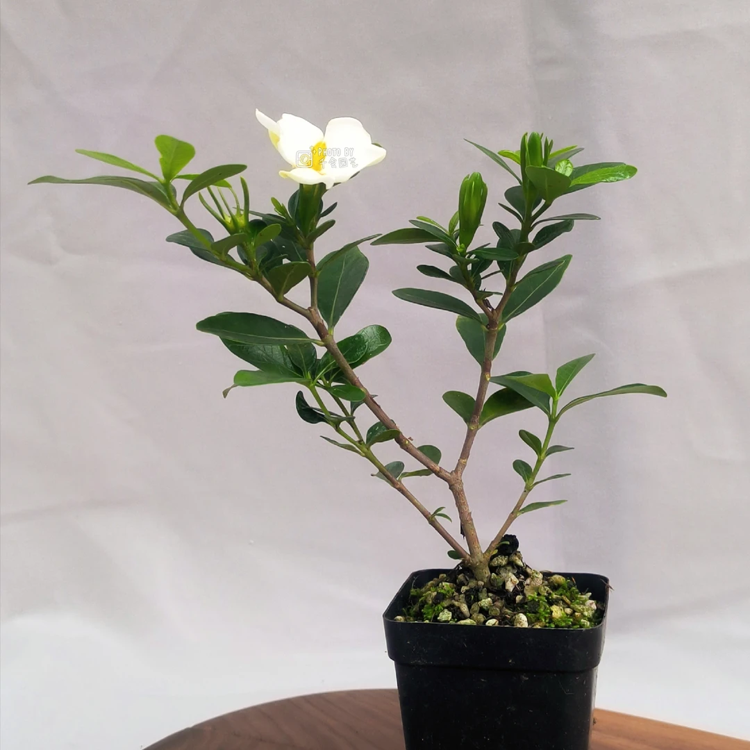 伏魔珠栀子花海岛系列栀子花单瓣多季开花结果