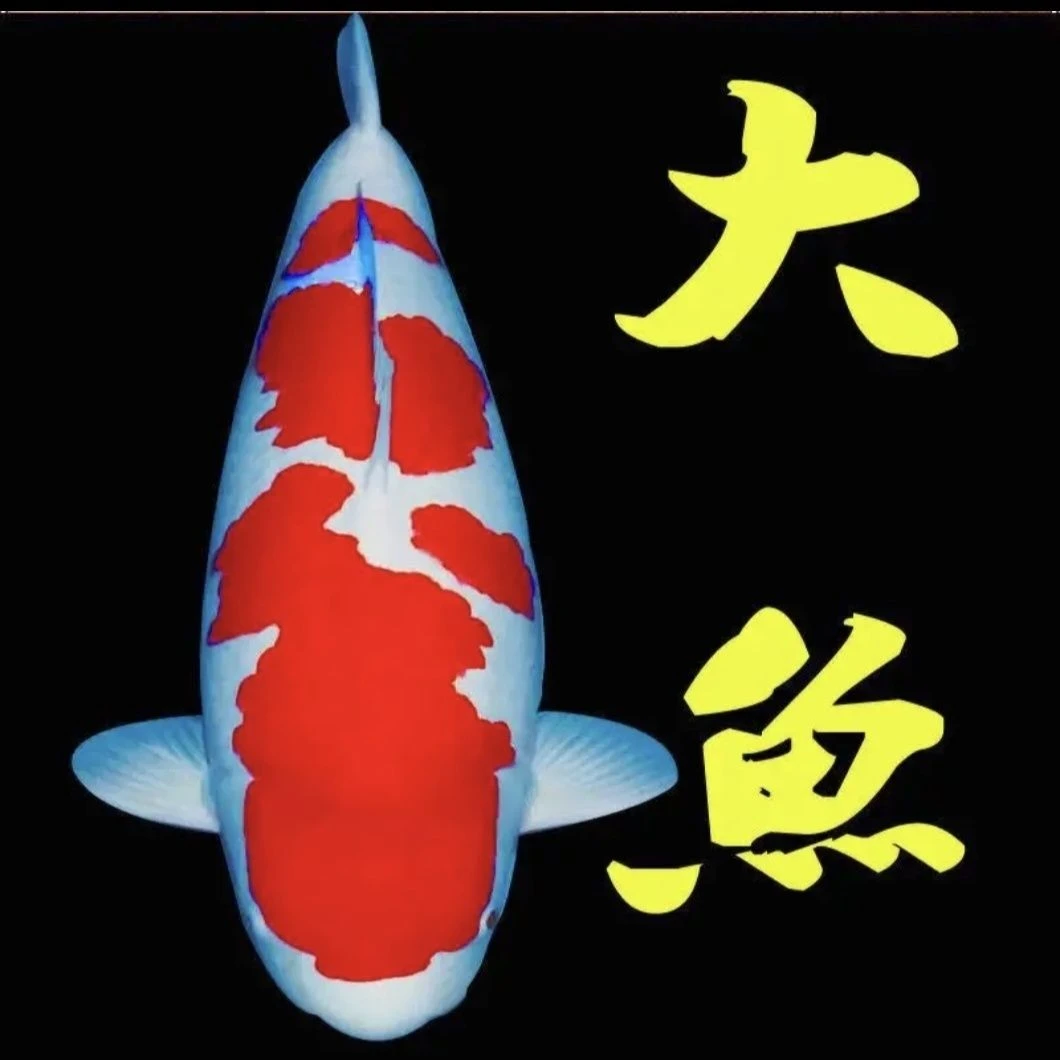 红白大正三色黄金白金黑金孔雀秋翠彩龙精品锦鲤活鱼观赏鱼