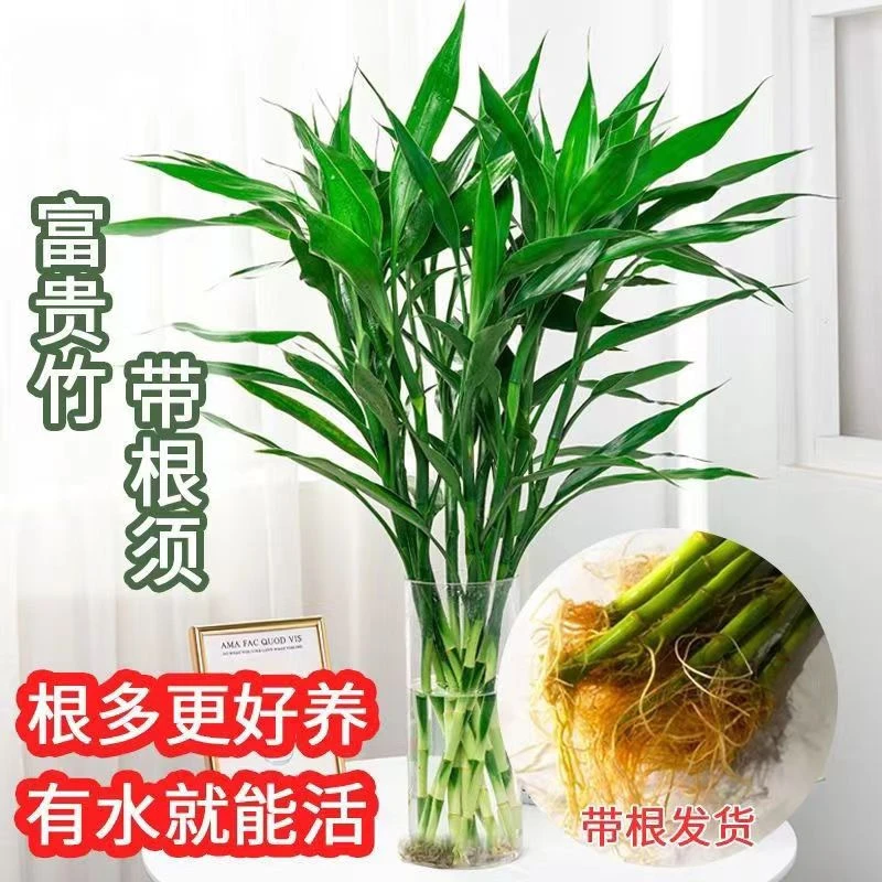 【带根富贵竹粗竹】水培植物转运竹龙竹客厅室内绿萝盆栽绿植吸甲醛