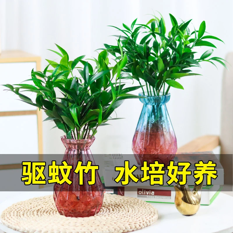 水培竹柏驱蚊竹富贵竹水养植物室内客厅好养绿植花卉盆栽四季常青