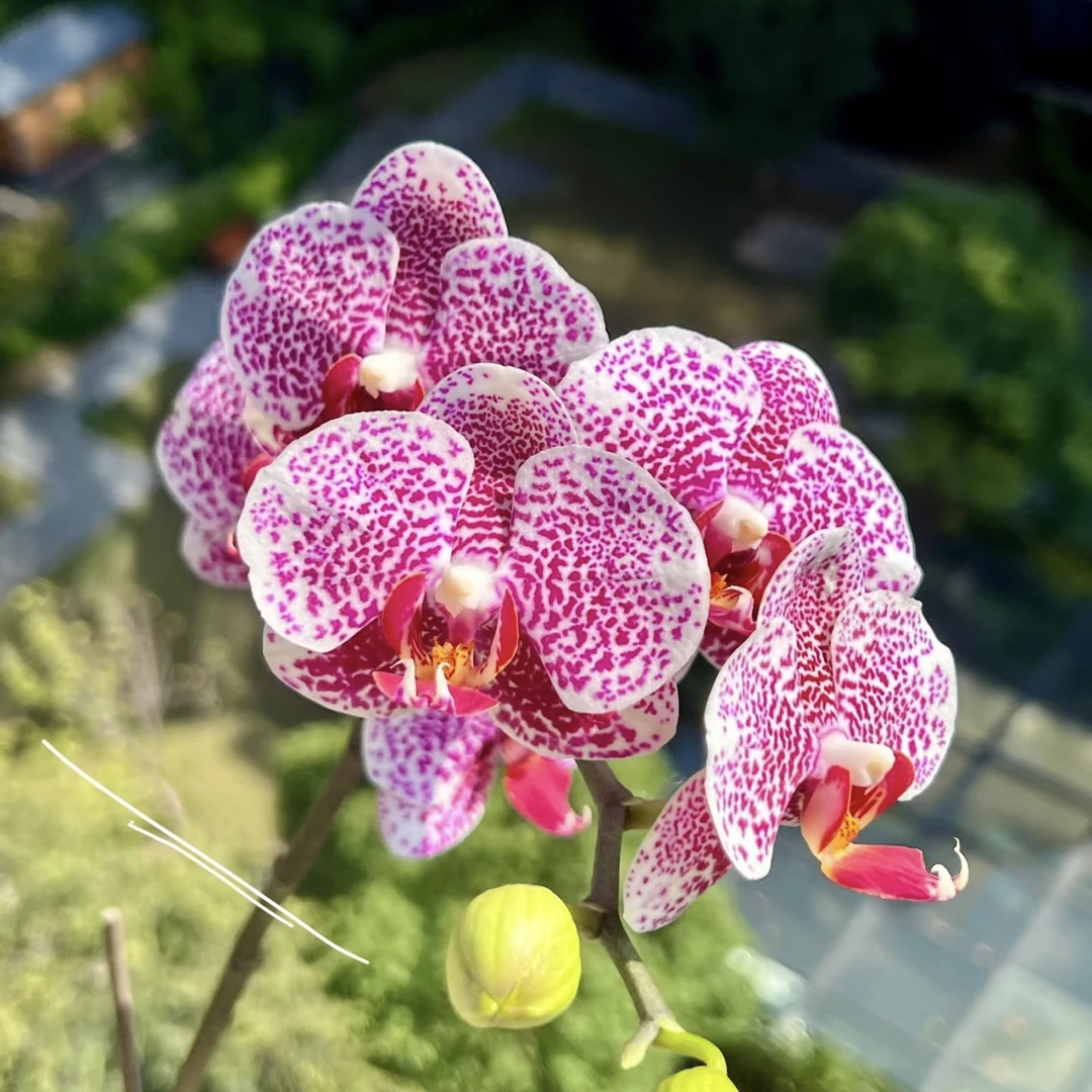 植趣花卉【黑杰克】蝴蝶兰3.0寸苗 无梗