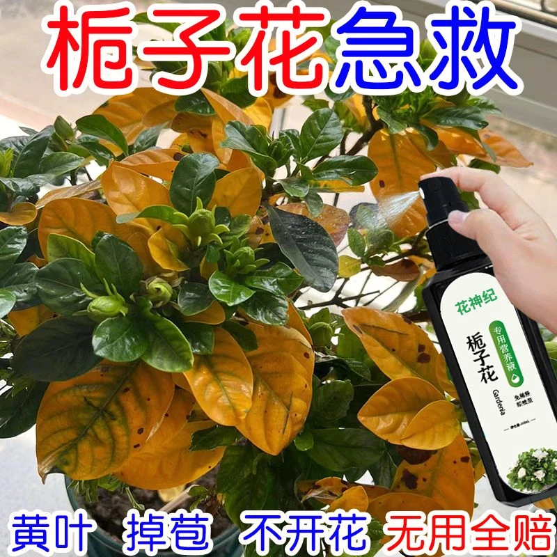 栀子花营养液专用肥料叶子发黄枯萎掉苞不开花花卉通用植物营养液