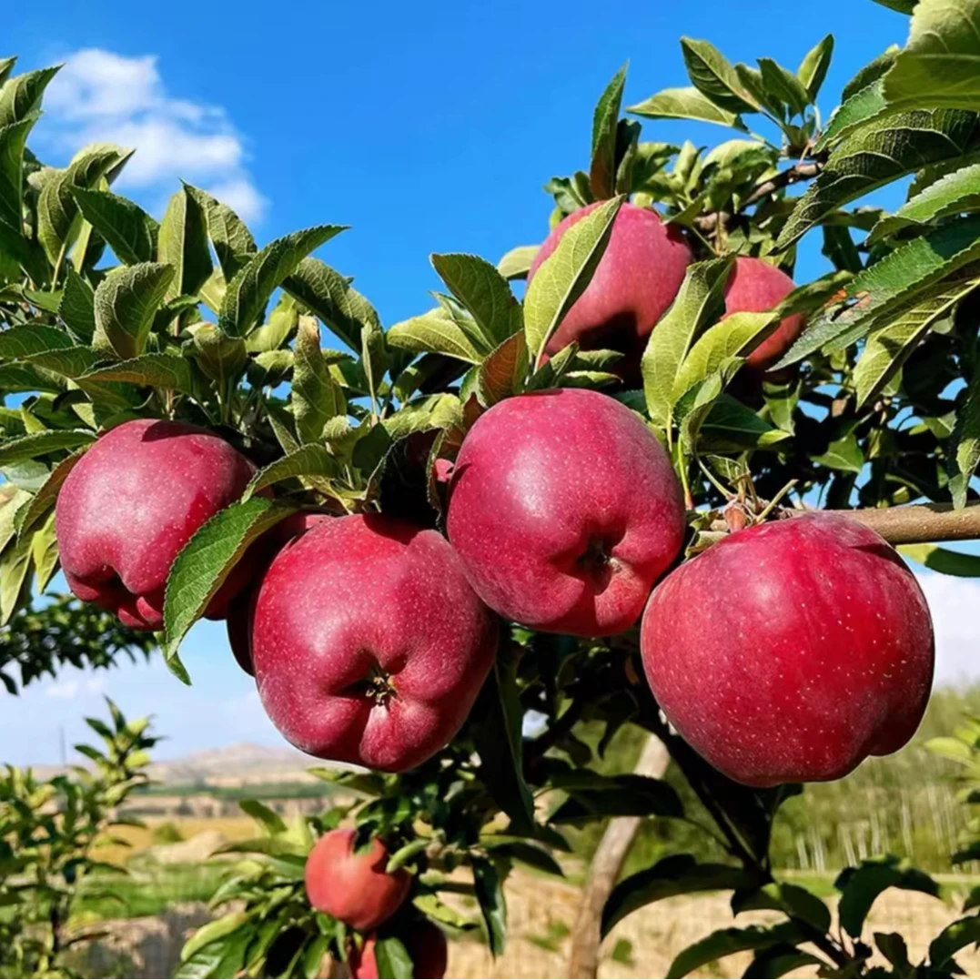 甘肃新鲜采摘自家果园红元帅苹果原产地直发