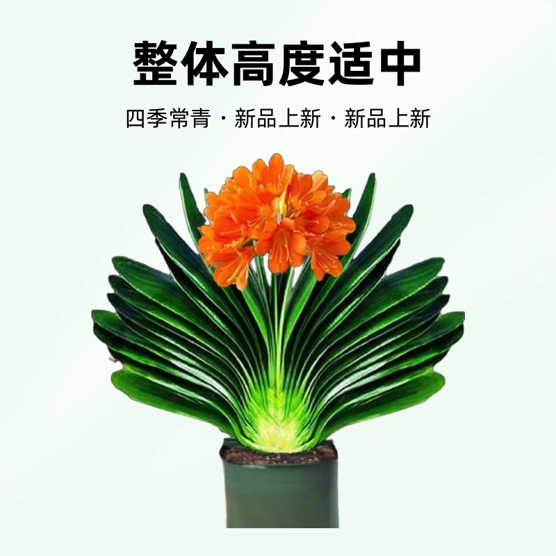 无品牌精品君子兰四季常青绿植(新疆、西藏、海南、偏远地区勿拍)