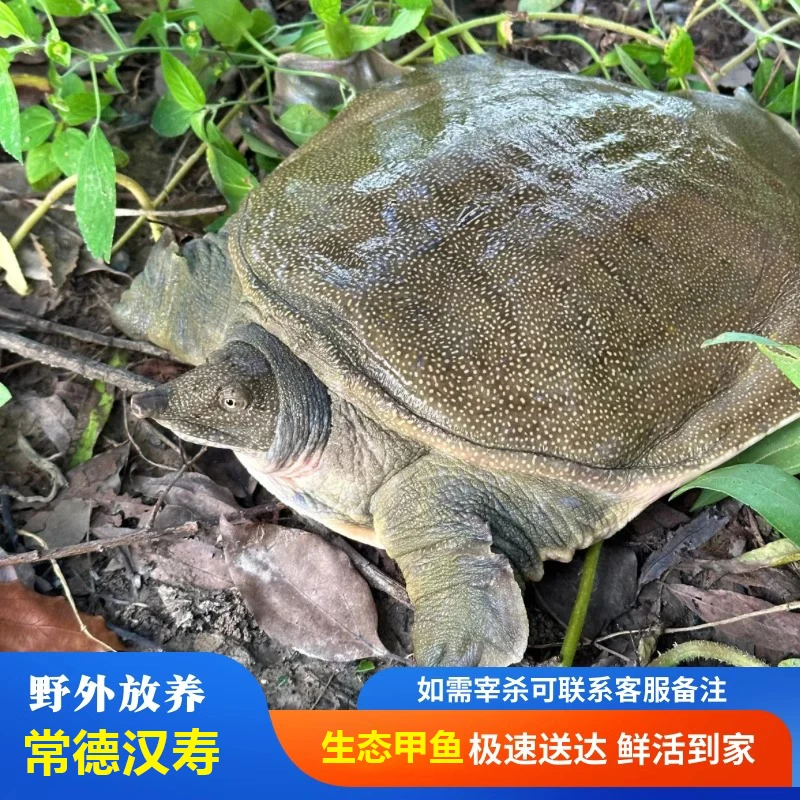 【大青背】外塘散养鲜活大甲鱼到家3只3-4包邮包货到家