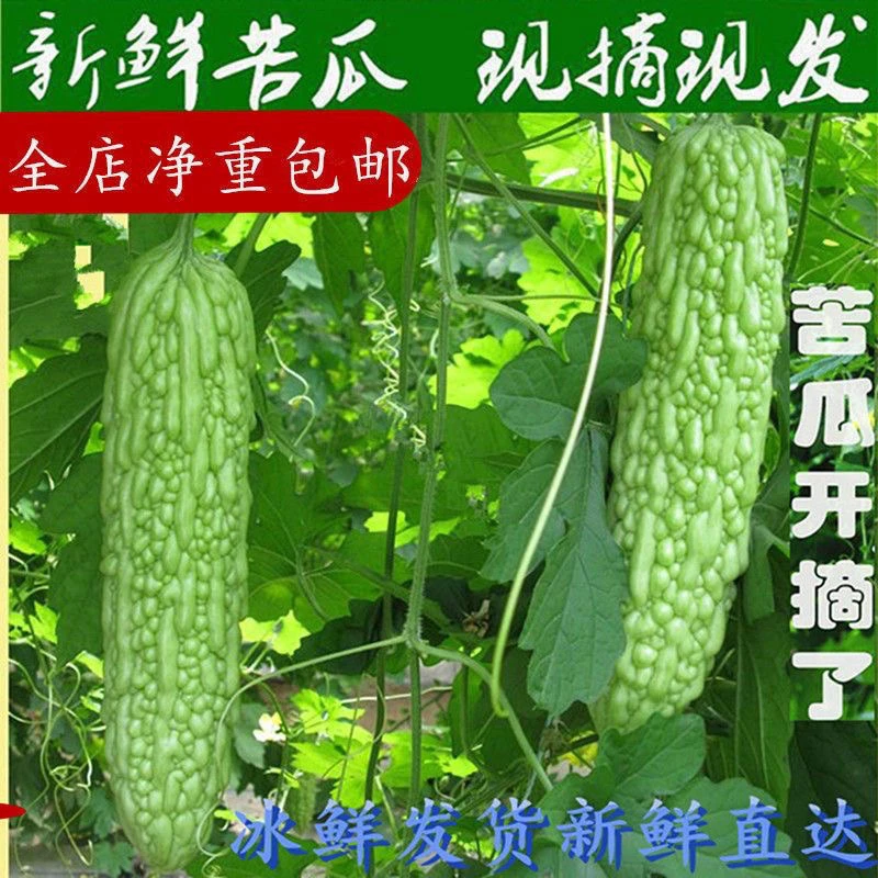 苦瓜新鲜苦瓜农家自种凉拌炒苦瓜清脆苦瓜现摘现发清苦鲜嫩包邮