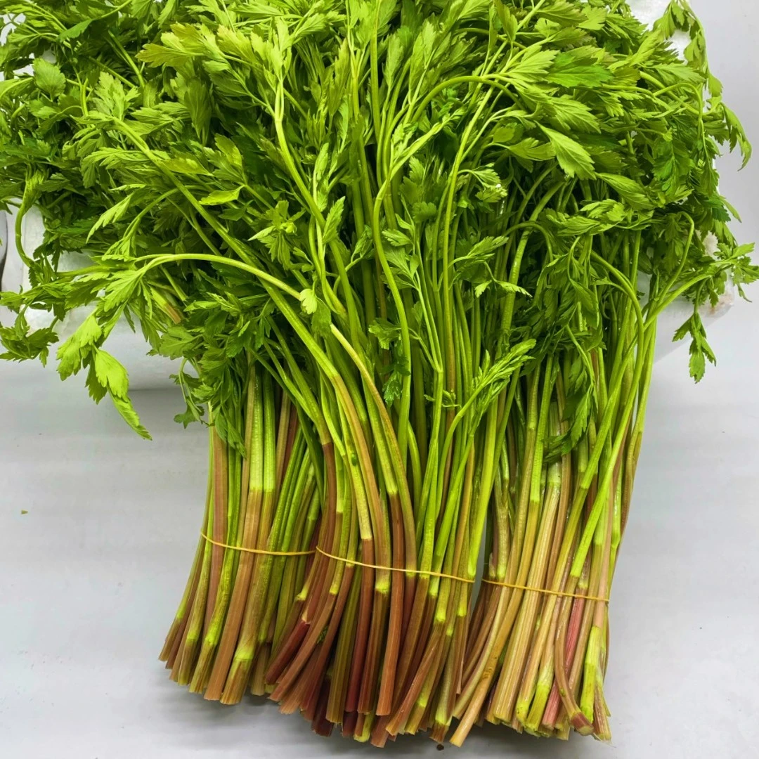 【湖南味道】野芹菜新鲜野芹菜河芹刀芹野菜1斤包邮湖南特产地发