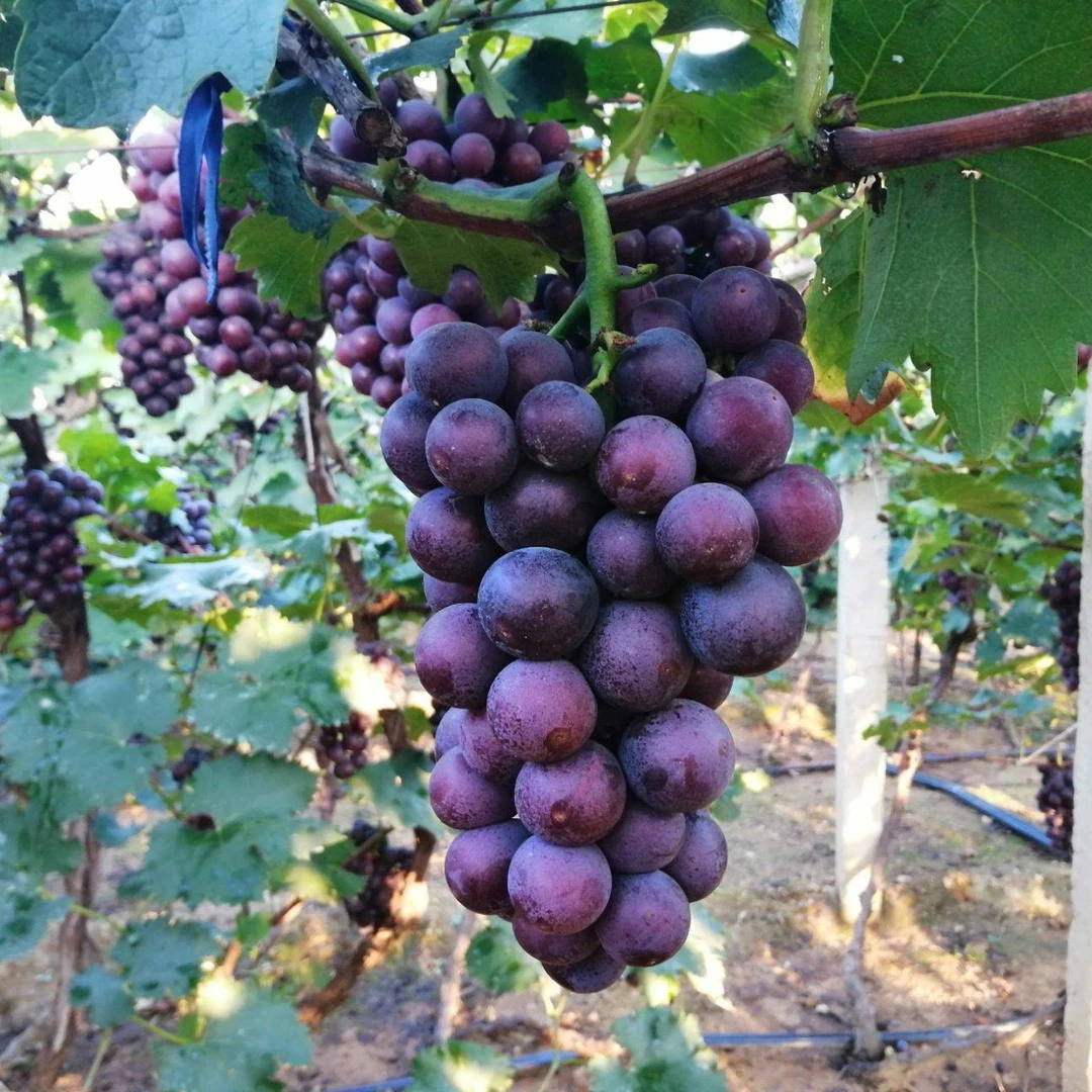 巨峰葡萄树苗盆栽无籽巨峰南方北方种植基地直发带土发货
