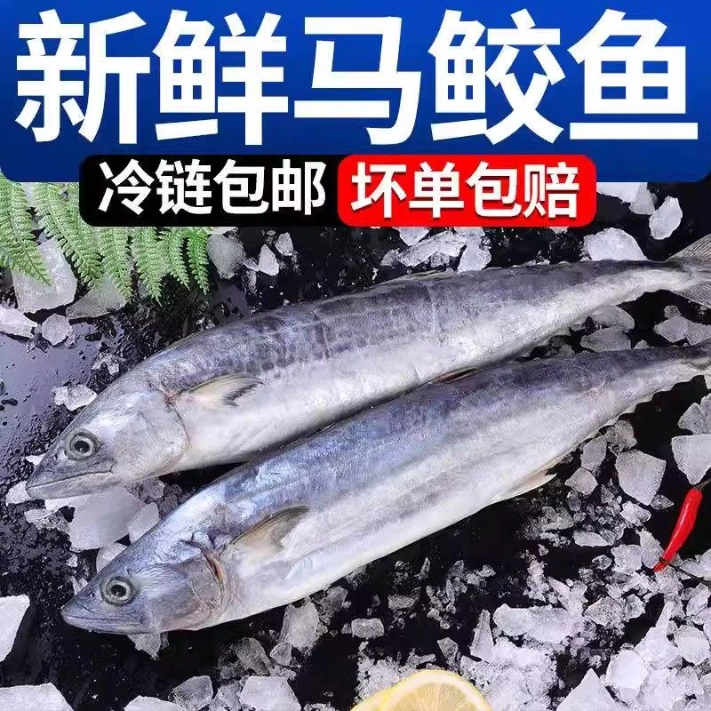 鲅鱼新鲜马鲛鱼整条鲜活冷冻野生海鱼新鲜冷冻海鲜鲐鲅鱼锁鲜鲜嫩