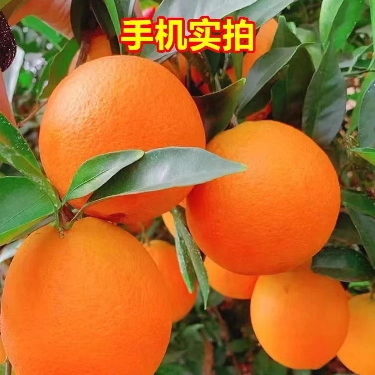 （汐汐妈妈家）赣南脐橙/10斤/20斤/