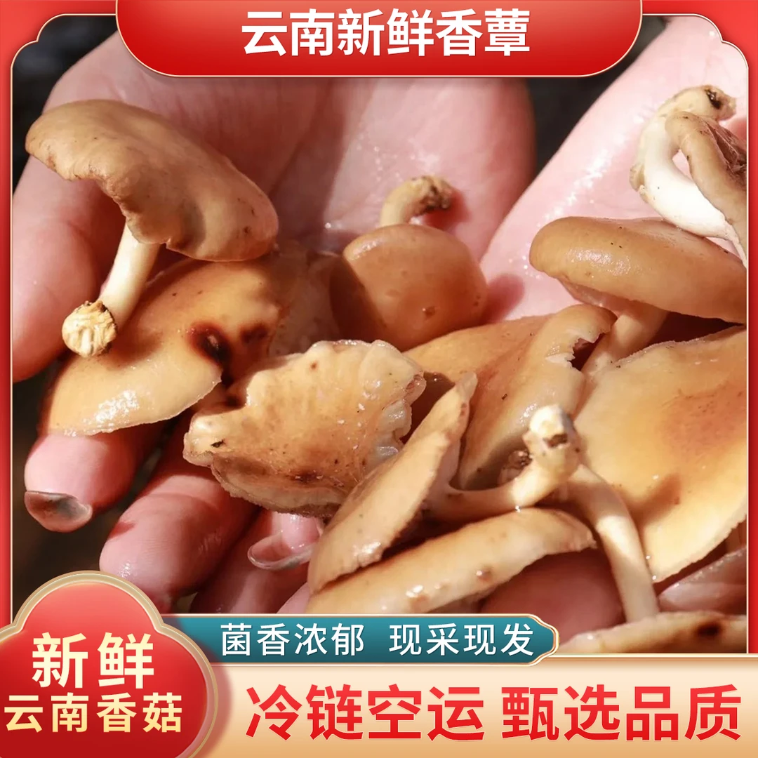 香蕈野香菇云南特产菌菇炖鸡炖鸭炖排骨新鲜采摘顺丰空运