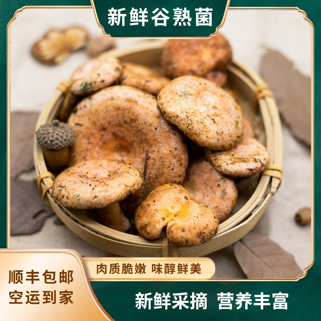 菇小臻新鲜云南谷熟菌红纵菌松乳菇枞树菇250g-1000g顺丰空运
