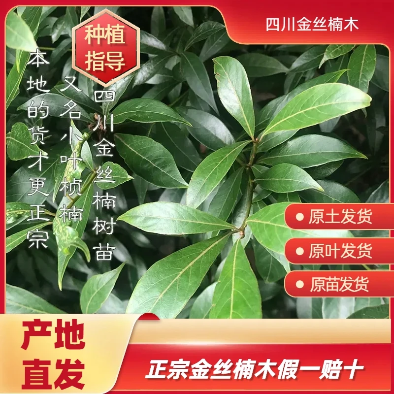 小叶桢楠金丝楠树苗_高度1米_数量2棵