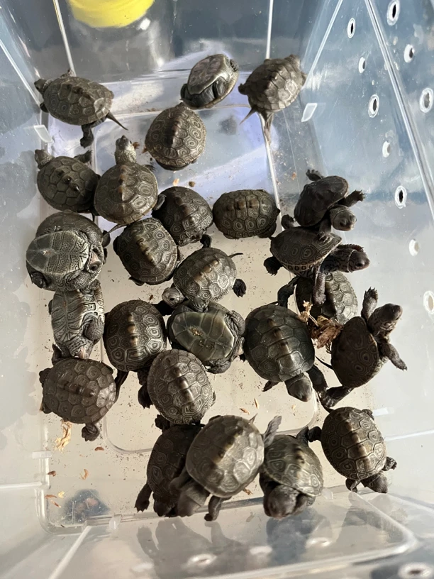 精品大花直播挑选链接