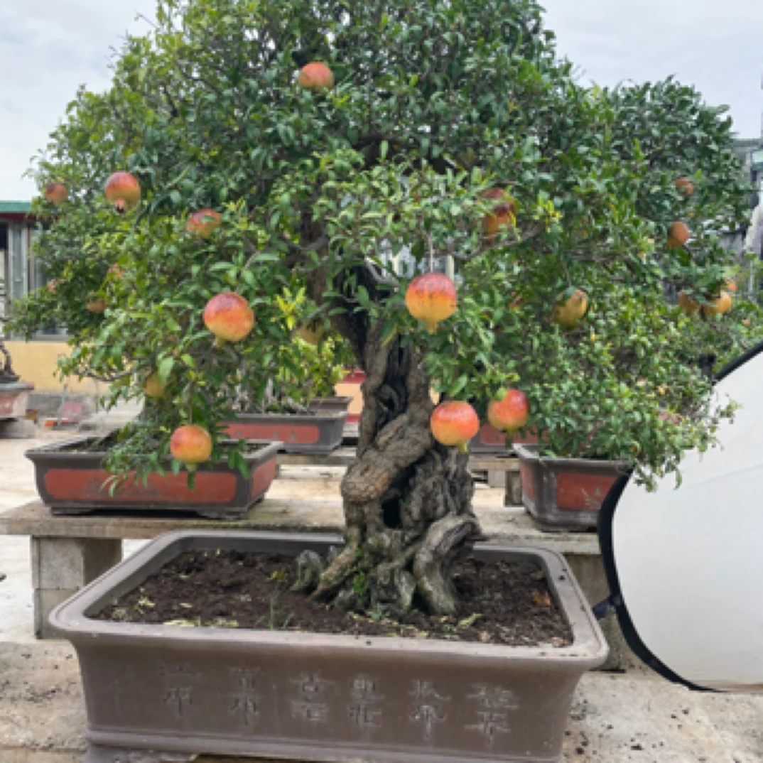 枣庄峄城大红袍金弹子石榴石楠花桃金娘枸骨树吉祥树盆景舍利子