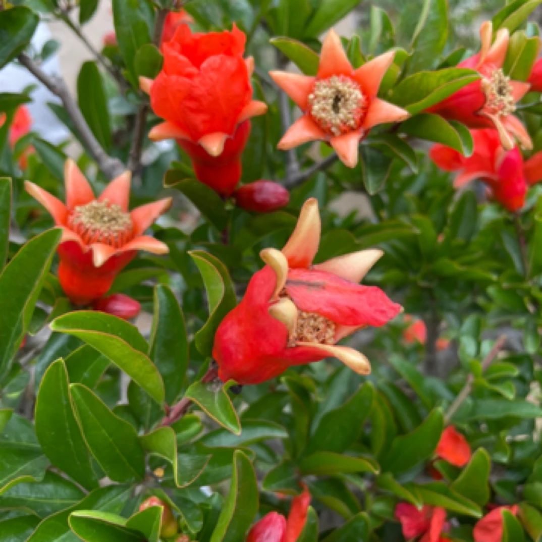 枣庄峄城大红袍夹竹桃指甲花吉祥树盆景石榴树红王子锦带花虎刺梅