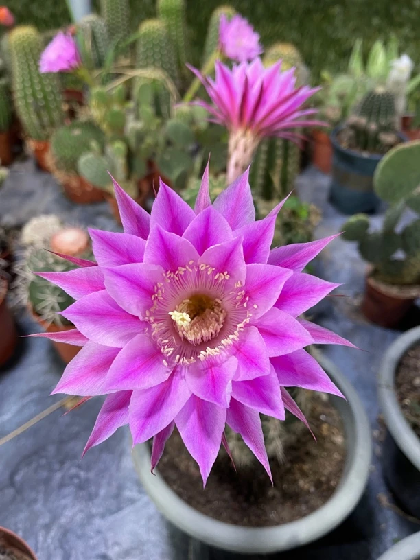 开花仙人球拍前联系