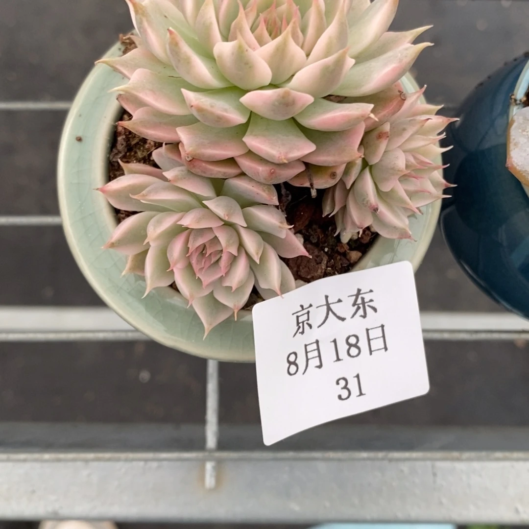 032花姐专拍一颗