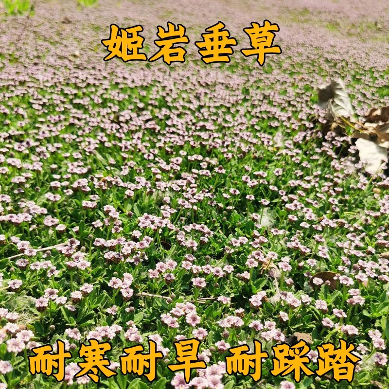 姬岩垂草方盘四季常绿草坪多年生耐寒耐旱庭院校园绿化耐踩踏好养