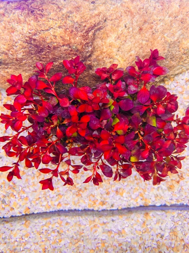 玫瑰丁香坨草鱼缸红色水草