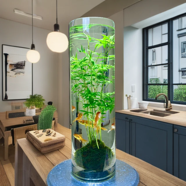 翡翠观音竹盆景室内玄关展示优选水培绿植常绿观赏造景茂盛矮化