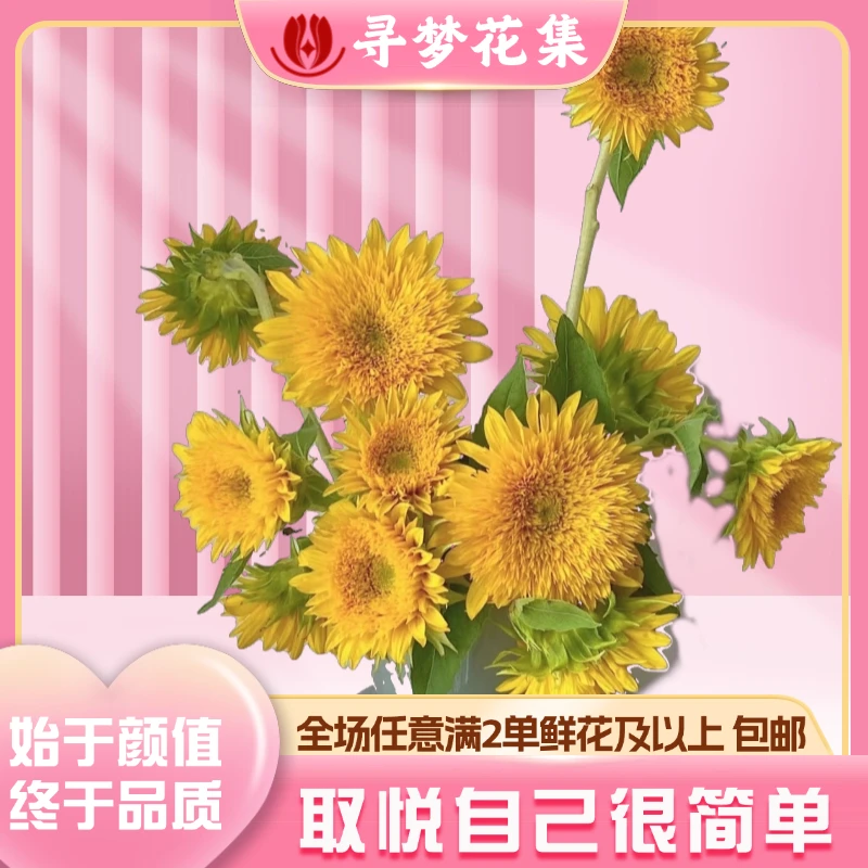 【泰迪向日葵】梵高油画同款 全场1单普通包邮 2单顺丰京东冷链空运
