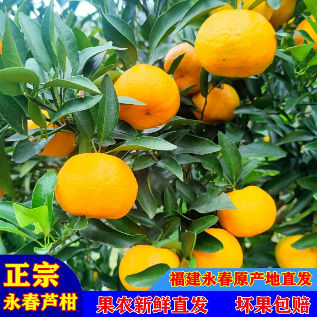 脆嫩永春芦柑16粒高档礼盒现摘现发新鲜当季水果橘子福建特产桔子