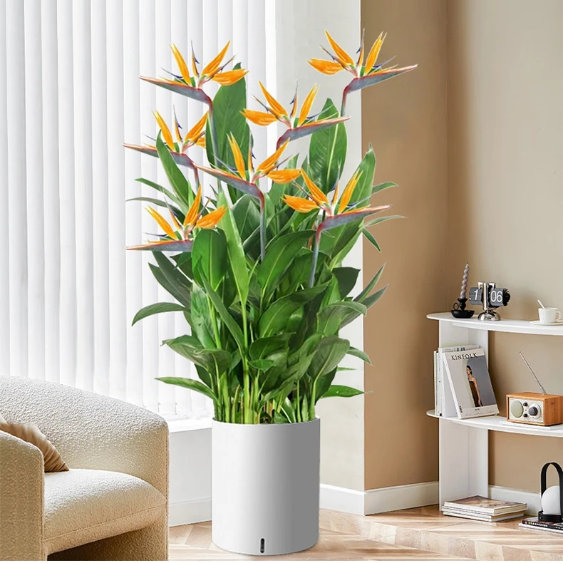 富贵鸟盆栽客厅办公室内大型绿植四季花卉植物新家用吸甲醛天堂鸟