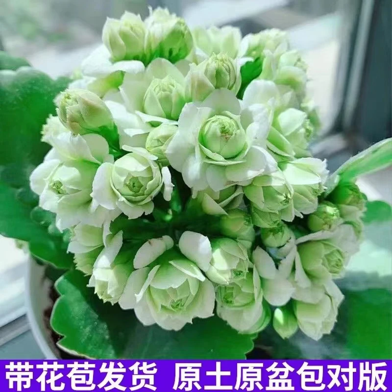 青梧长寿花【绿巴黎】（130盆）