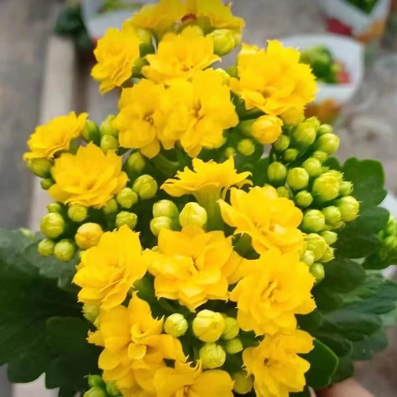【阿玛瑞丽】精品重瓣黄色大花长寿花（零度以下必须拍保温）