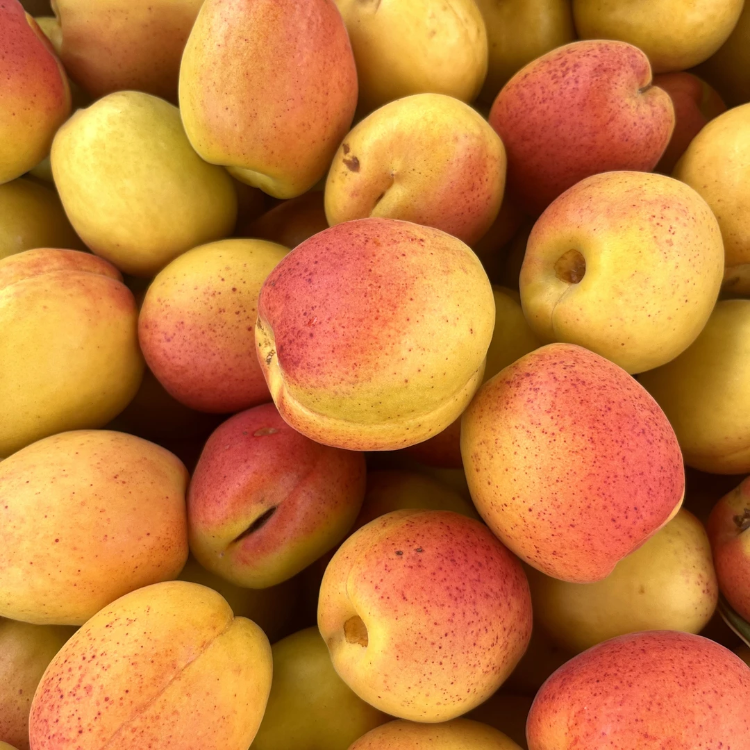 正宗庄河歇马杏（大果）肉厚新鲜水果5斤现在先发顺丰包邮坏果包赔