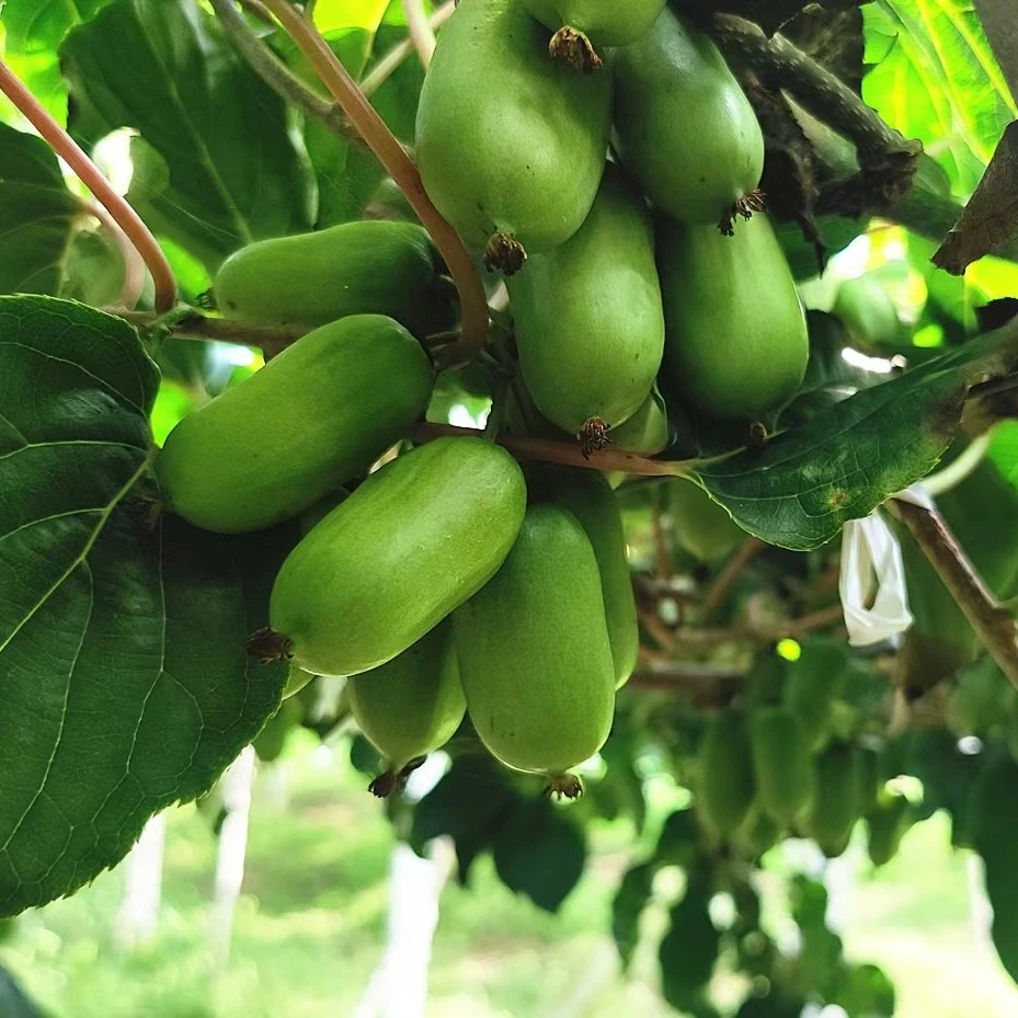 庄河本地软枣奇异莓软枣猕猴桃（大小混等）软糯香甜4斤顺丰包邮