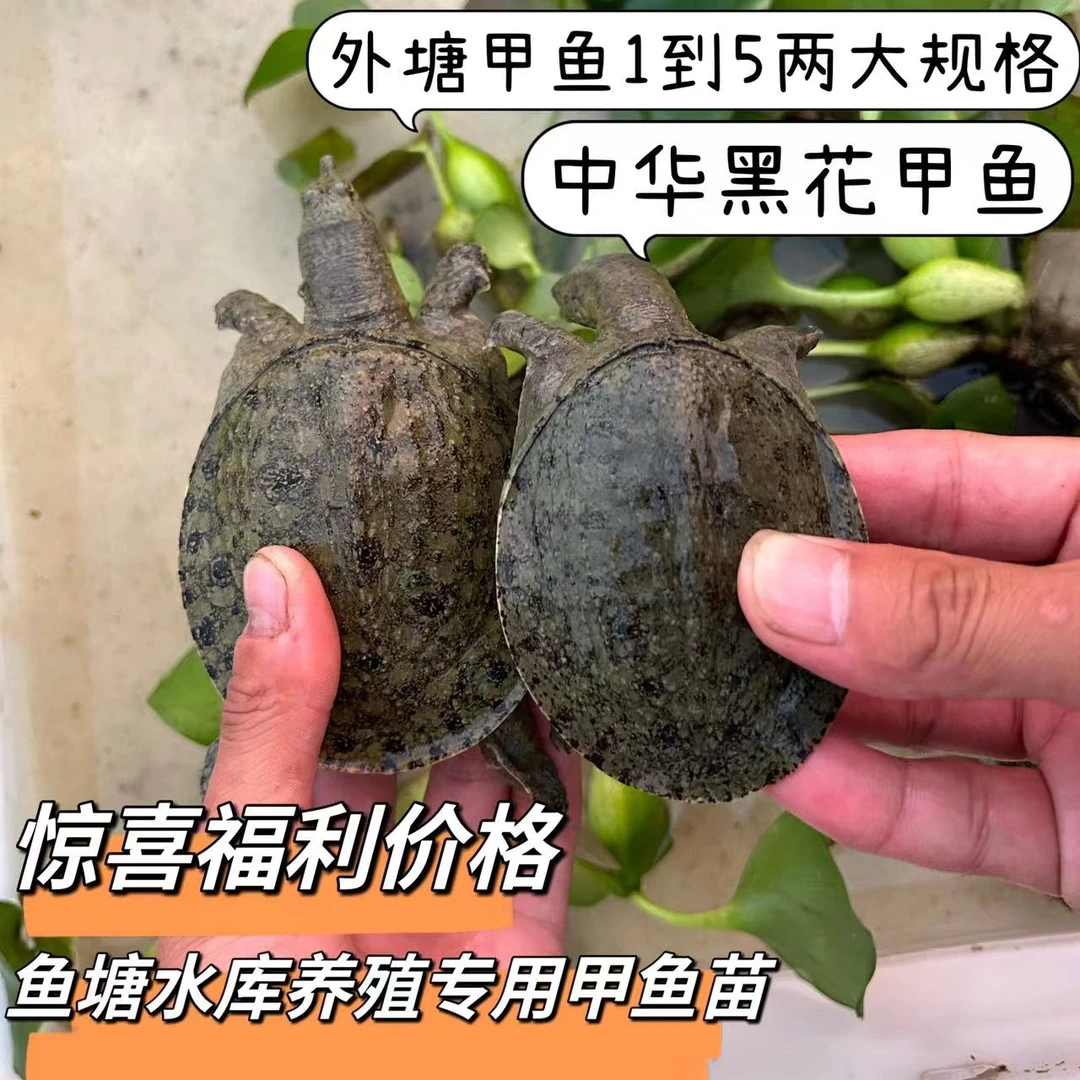 1-8两大规格甲鱼苗外塘冷水甲鱼苗养殖生态团鱼水鱼鳖送饲料