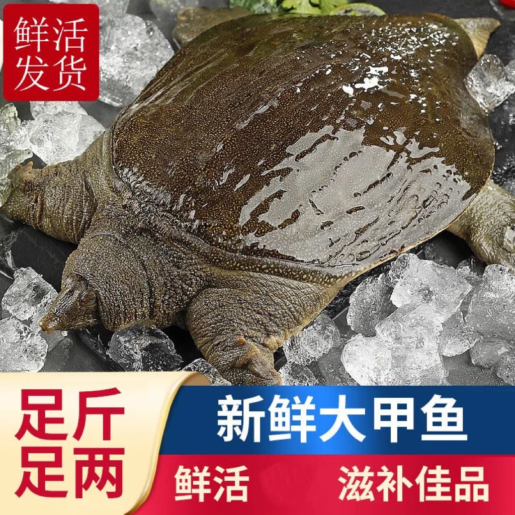 【江西南丰】甲鱼放养青黄背鲜活王八活体团鱼老鳖水鱼农村大甲鱼