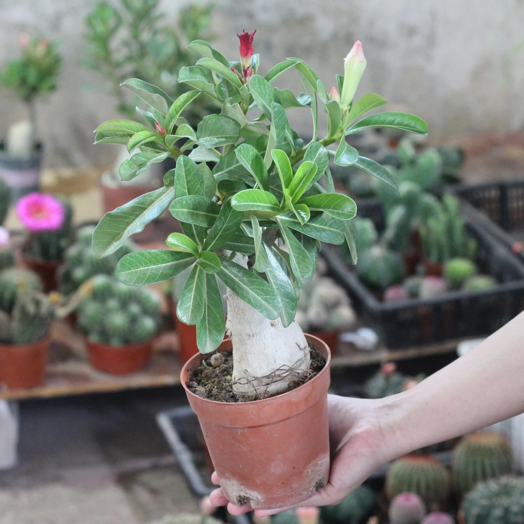 沙漠玫瑰20-30CM高度  大苗 带花苞 随机色（满18包邮）