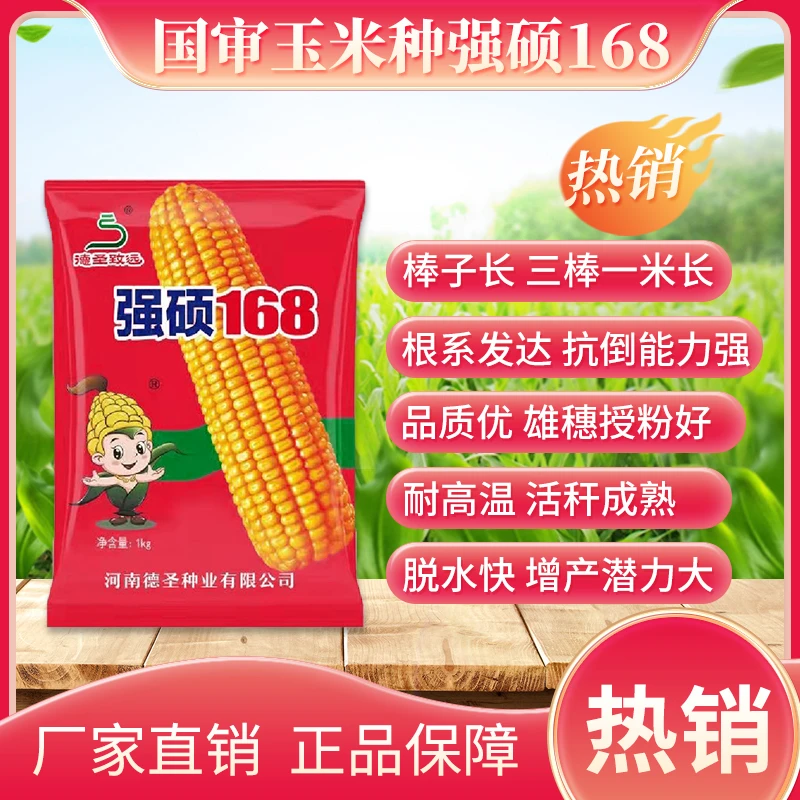 德圣致远强硕168南方版高产玉米种子国审大棒王红轴抗倒伏耐高温