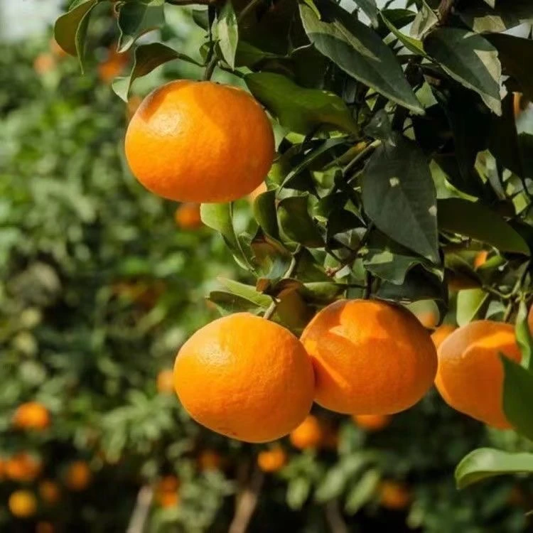 【爱媛38/红美人】正宗嫁接苗爱媛果冻橙盆栽地栽南北方种植果树苗