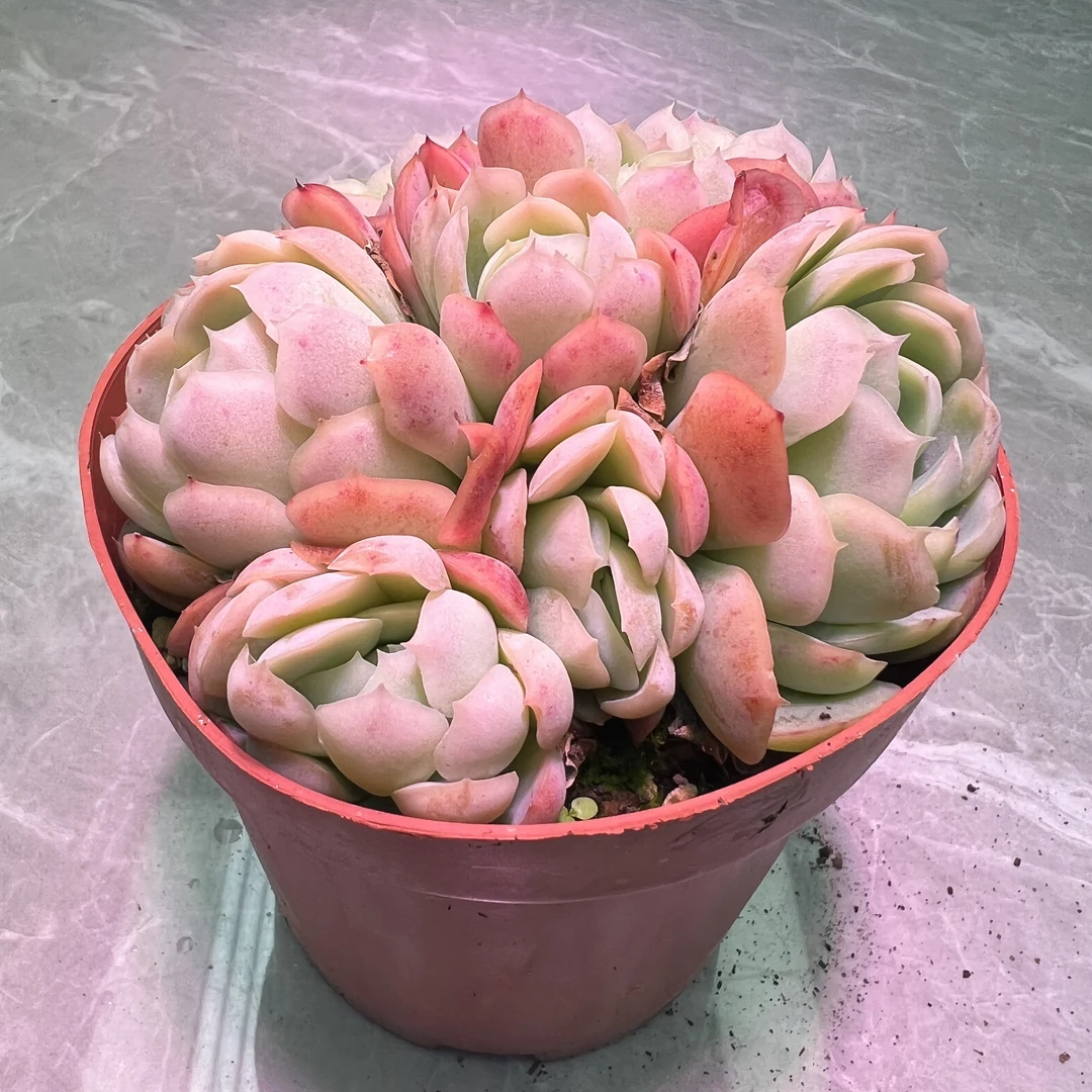 贝瑞 好看好养 多肉植物