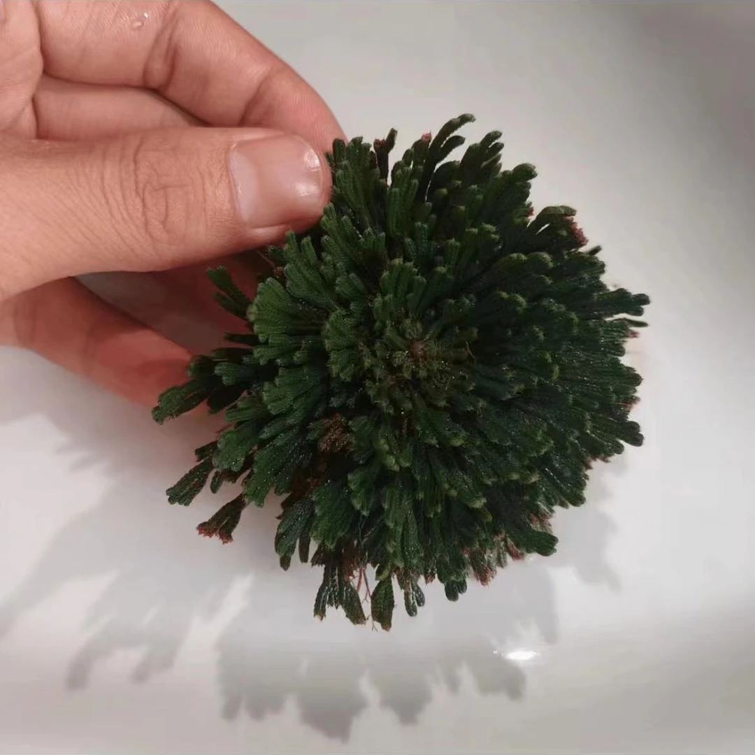 西域永恒草-净重【250g~500g~1000g】