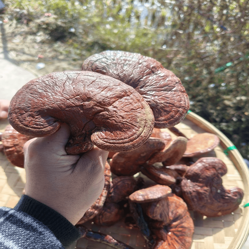 云南土特产 现收-龙血灵芝