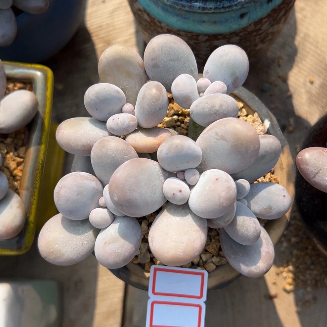 原shi奶lao好好看