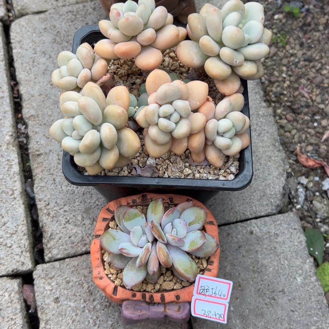 用****2111111111111111111111