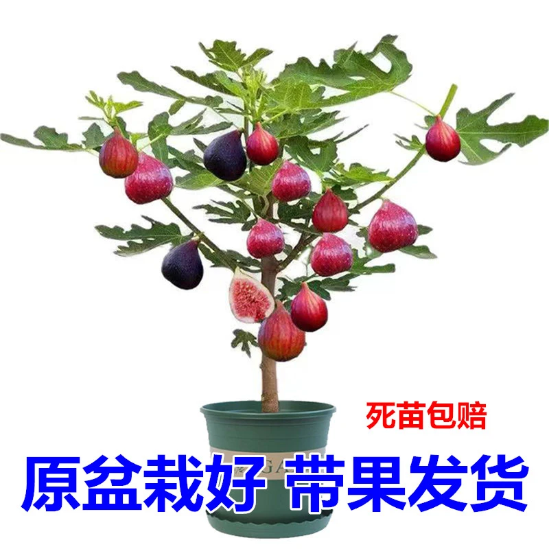 无花果树果苗特大果矮化带土南方北方种植果苗波姬红盆栽无花果苗