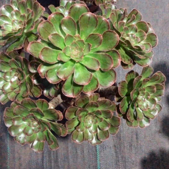 阿****肉72号——————————-