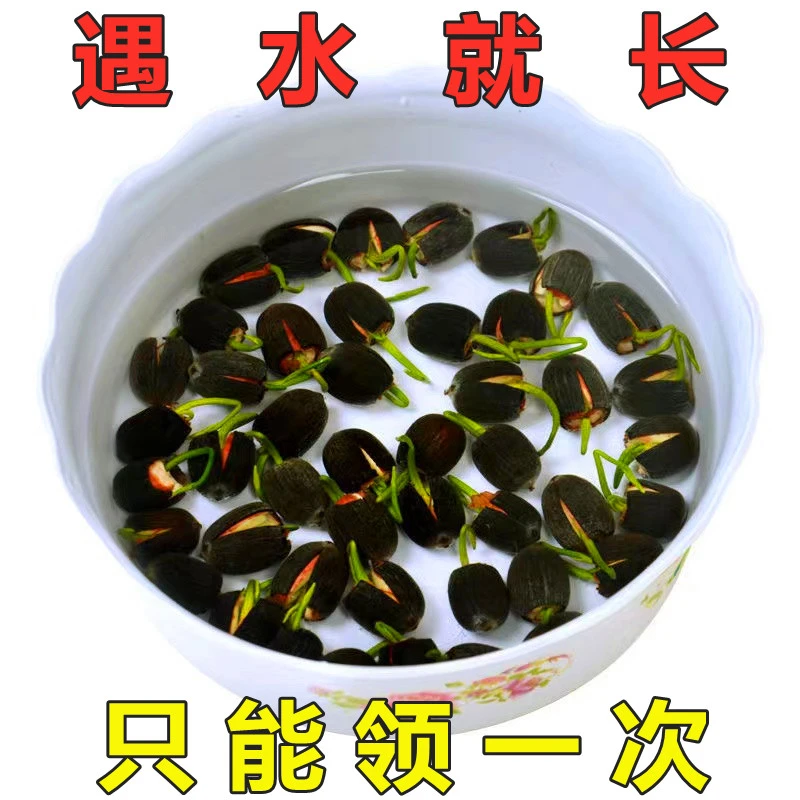 【碗莲荷花】水培花卉水养四季绿植盆栽七彩睡莲发芽荷花种花卉室